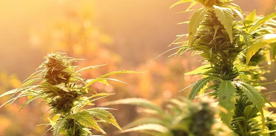 Gewinner des Cannabis Cup: Champions of Cannabis Innovation