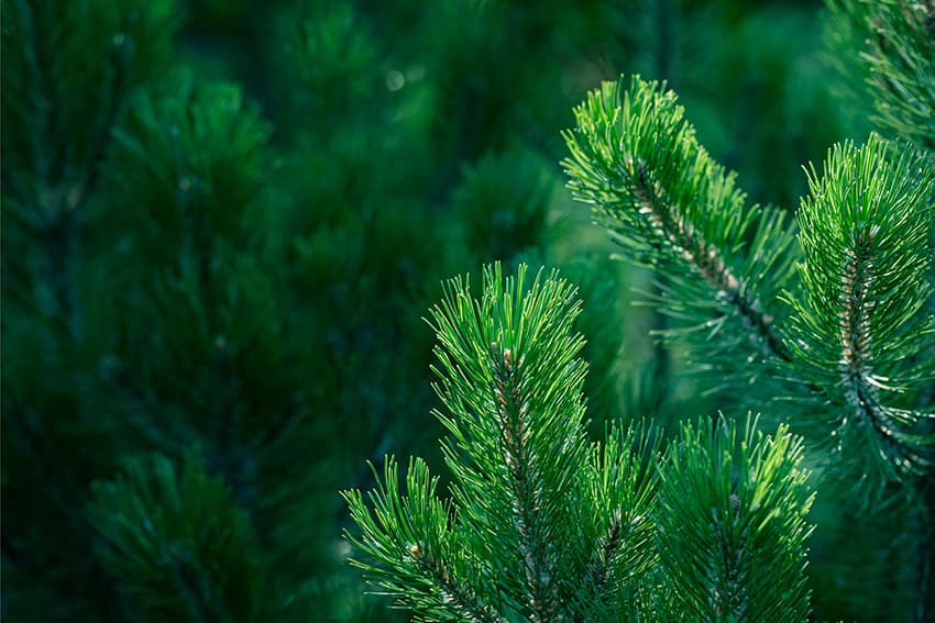 Wie Sie Säulenbäume geschickt in Ihre Gartenplanung integrieren können