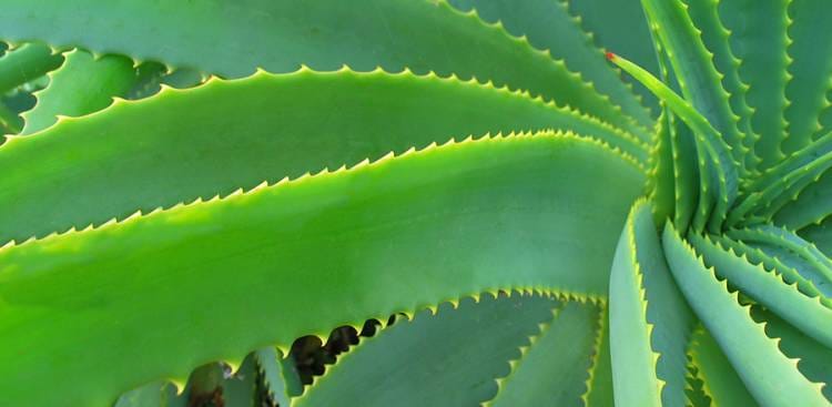 Aloe Vera Forever Lips: Das perfekte Produkt für Unabhängige Distributoren von Forever Living