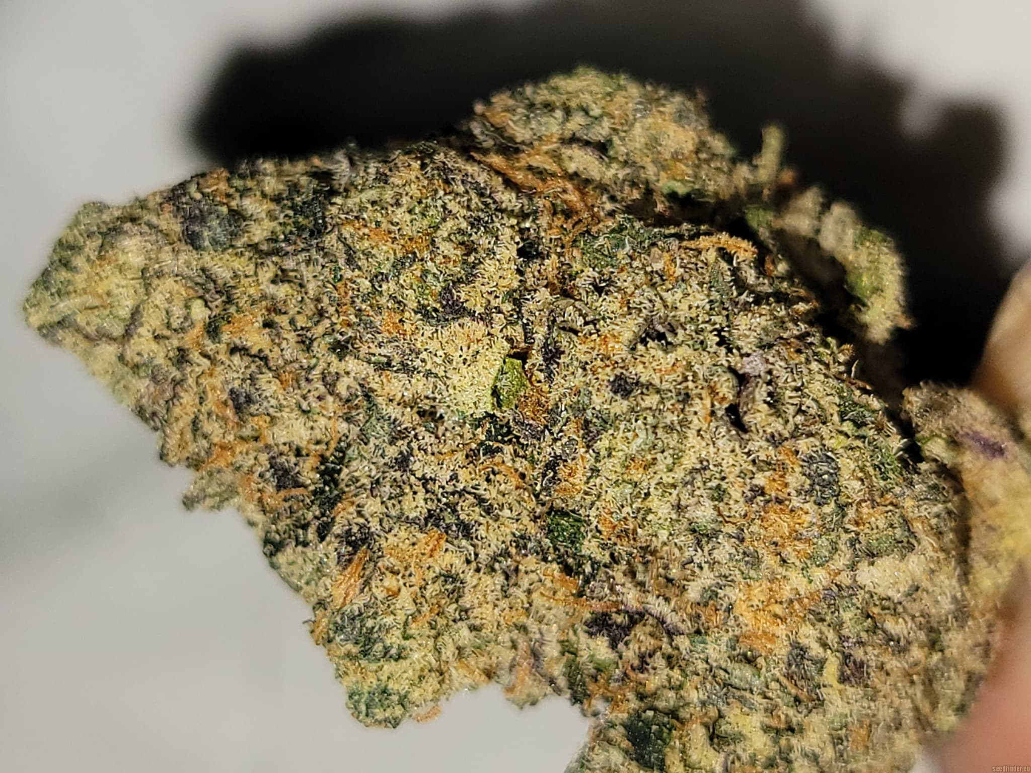 Jealous Strain: Für alle, die das Besondere suchen