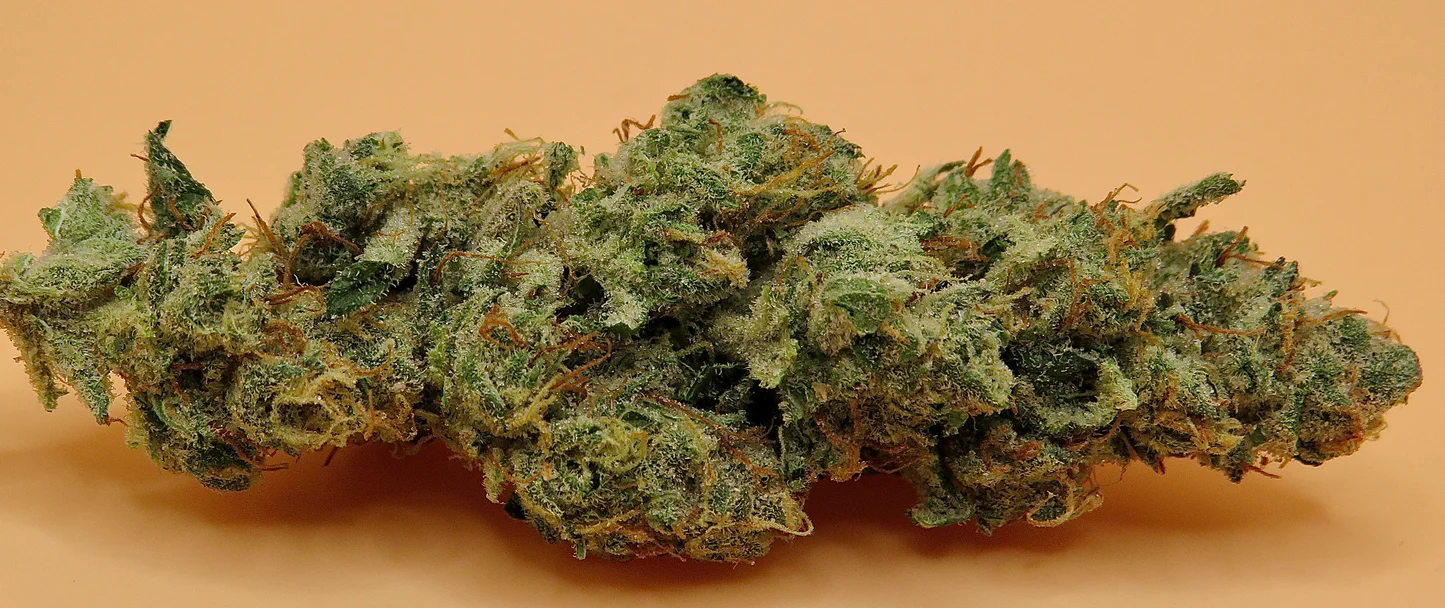 Jealous Strain: Für alle, die das Besondere suchen